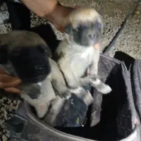 توله سگ اصفهانی|سگ|داراب, |دیوار