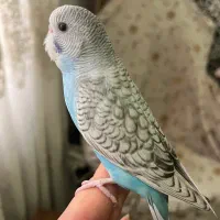 جوجه مرغ عشق دستی نر