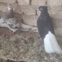 چهار عدد کبوتر رنگی دم سفید