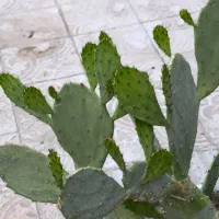 کاکتوس اوپونتیا (زبان‌گنجشک) خیلی بزرگ و خاص|گل و گیاه طبیعی|اسلام‌‌آباد غرب, |دیوار
