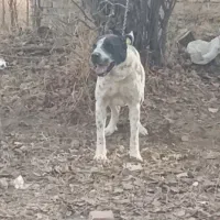 واگذاری سگ افغانی