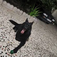 سگ ژرمن شپرد بلک|سگ|ساری, |دیوار