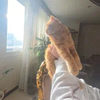 گربه ی اسکاتیش پرشین