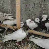 طوقی پرشی و تهرانی