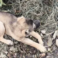 توله ماده الابای|سگ|خان ببین, |دیوار