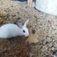 خرگوش نر و ماده وبچه خرگوش ها فروشی