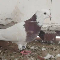 سه تا طوقی بی نظیر قیمت مناسب