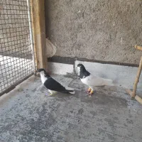 کبوتر شصتی وچپ|پرنده|اقبالیه, |دیوار