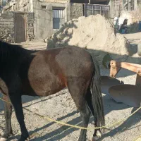 اسب مادیان ۳ساله|اسب و تجهیزات اسبسواری|هشترود, |دیوار