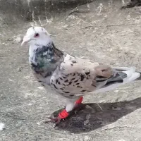 سلام. شازده هفرنگ. زمینه کم. ب زمانت همچی.