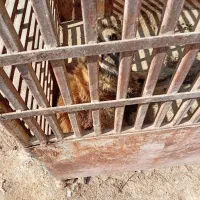 فروش سگ نگهبان