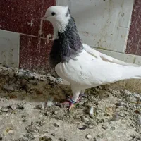 کبوتر کلاغ کله سفید طوقی کرباتی|پرنده|زاوه, |دیوار