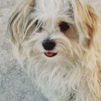 شیتزو تریر اصل|سگ|کرمانشاه, |دیوار