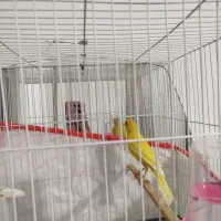 قناری رسمی بلند طلای نر اماده|پرنده|بجنورد, |دیوار