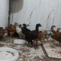 جوجه 45 روزه