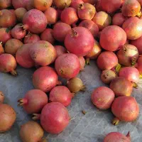 انار|خوردنی و آشامیدنی|کوهنانی, |دیوار