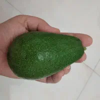 میوه آووکادو