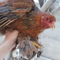 مرغ وخروس برهما رومانی اصل