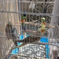 عروس هلندی