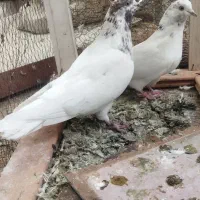 4عدد کفتر پرشی