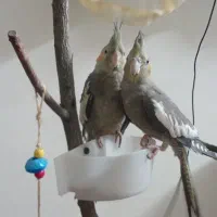 خونگی دستی رام