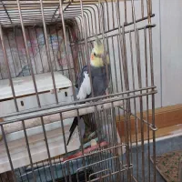 پیدا شده|حیوانات|بروجرد, |دیوار