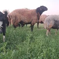 قوچ و بره قوچ گل چین شده|حیوانات مزرعه|اصفهان, براآن شمالی|دیوار