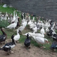 اردک محلی و خارجی غاز|حیوانات مزرعه|گرگان, |دیوار