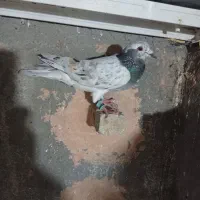 کبوتر|پرنده|سبزوار, زینبیه|دیوار