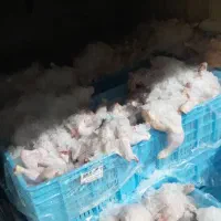 نیروی کار شرکت مرغ