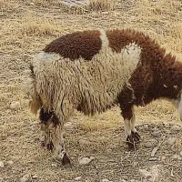 بره نر|حیوانات مزرعه|شوش, |دیوار