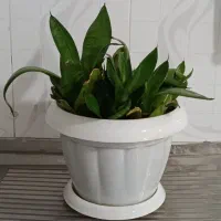 گل سانسوریا پاکوتاه شاداب و زیبا