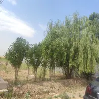 فروش زمین ۳۰۰ متری در قاسمآباد