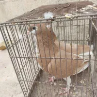 کبوتر نرماده خوش رنگ زرد|پرنده|کازرون, |دیوار