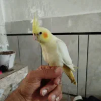 عروس هلندی لوتینو نر  فول دستی   پدرش سخنگو