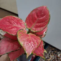 فیلودندرون قرمز|گل و گیاه طبیعی|شاهینشهر, حاجی آباد|دیوار