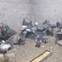 کبوتر پلاکی