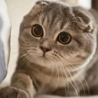 گربه نر شناسنامه دار نژاد اسکاتیش