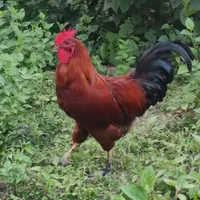 مرغ و خروس و اردک