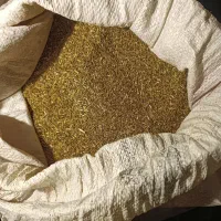 فروش بذر یونجه ،شبد واسپرس