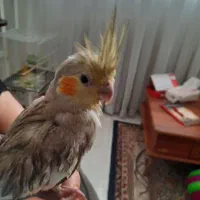 عروس هلندی