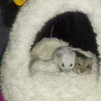 بیا تو سالن همستر ببین بگیر بخر ببر|موش و خرگوش|یزد, |دیوار