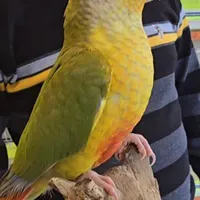 گمشده