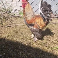 مرغ و خروس محلی