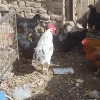 مرغ طاقچه خروس گلین تخم گذار زیر مرغی|حیوانات مزرعه|رضویه, |دیوار