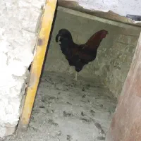 خروس چهل تاج|حیوانات مزرعه|هشتگرد, هشتگرد قدیم|دیوار