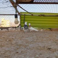 کبوتر نرماده طوقی شازده ای