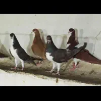 ماده ی شهری (خوشرنگ ویال)