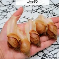 جوجه حلزون طبی