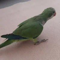 طوطی راهب ۴ ماهه سخنگو